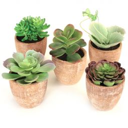 Ser 5 Potted Succulents